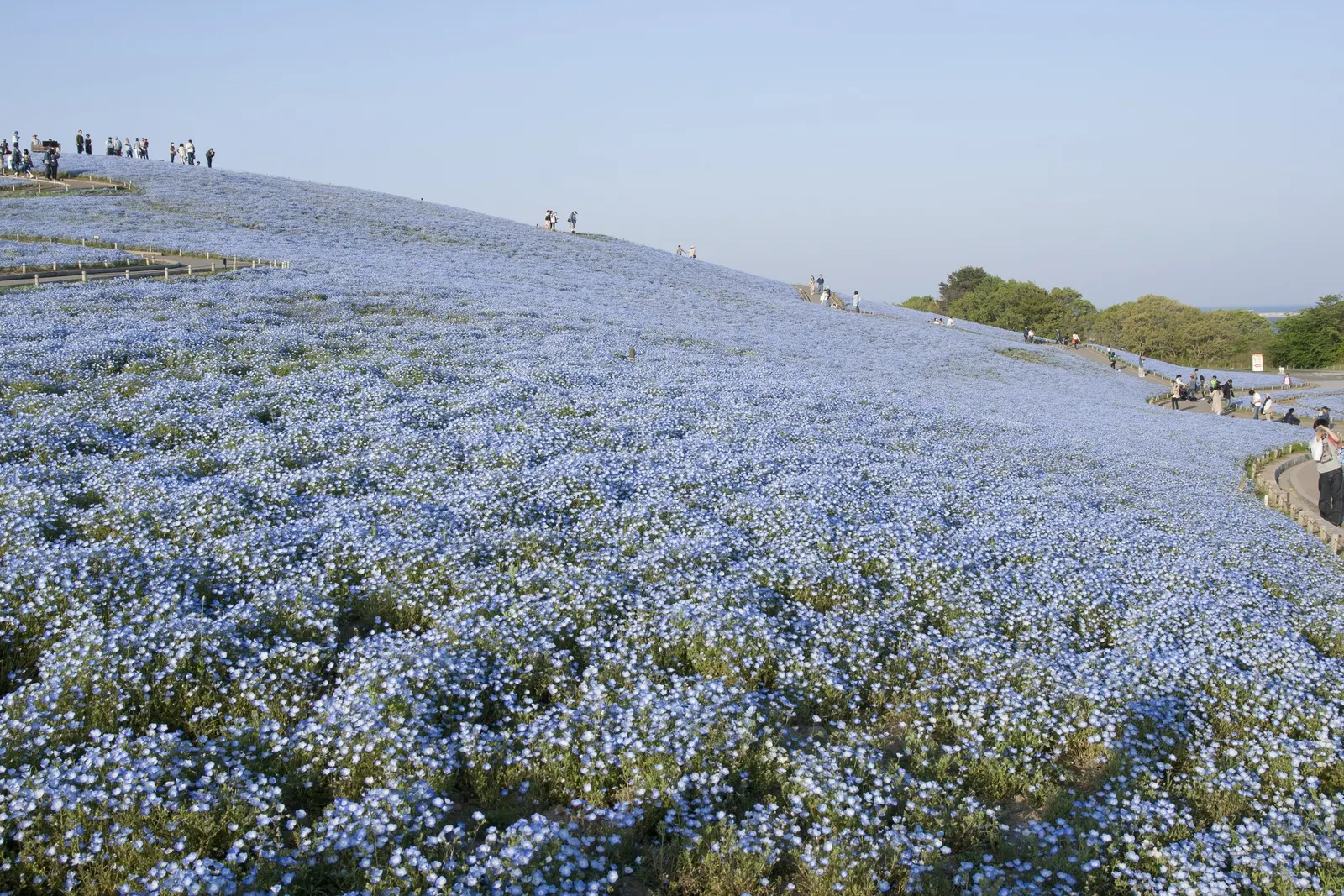 Baby Blue Eyes (Nemophila Menziesii) — is an enchanting annual that graces gardens with a splash of vibrant azure; offering a stunning ground cover, image 56
