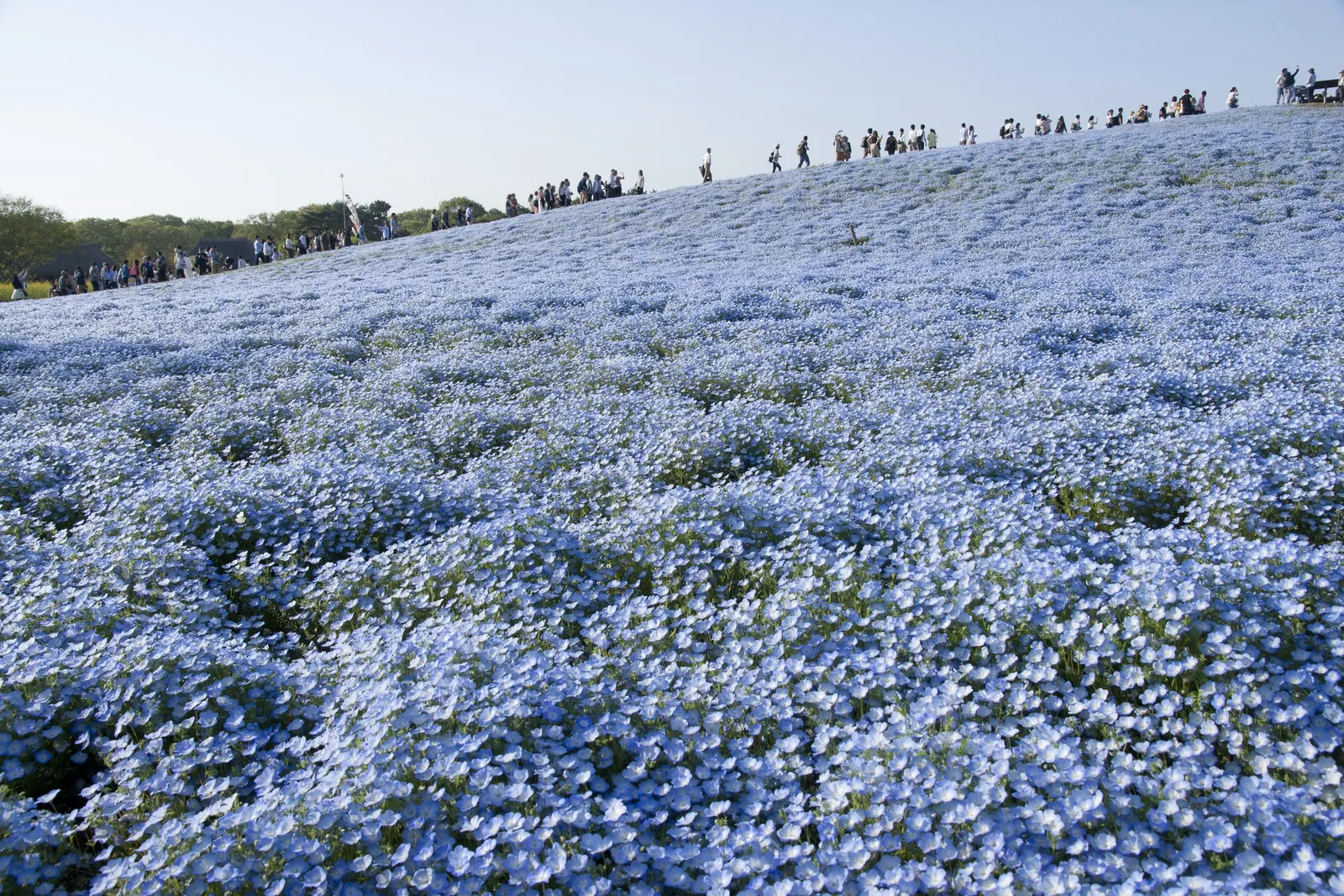 Baby Blue Eyes (Nemophila Menziesii) — Nemophila menziesii, commonly known as Baby Blue Eyes, is a charming annual, flourishing in U.S; this, image 49