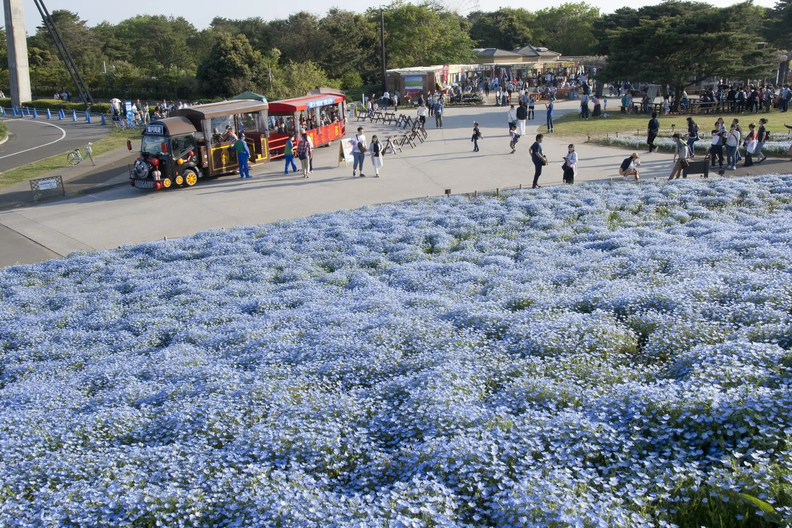 Baby Blue Eyes (Nemophila Menziesii) — as excessive heat can stunt growth and diminish blooming