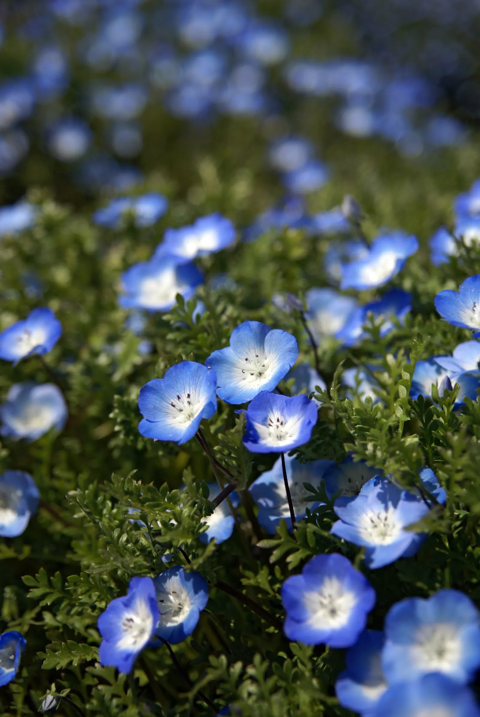 Baby Blue Eyes (Nemophila Menziesii) — It thrives in USDA Zones 2 through 10; its peak bloom time is spring, attracting pollinators to any garden, image 63