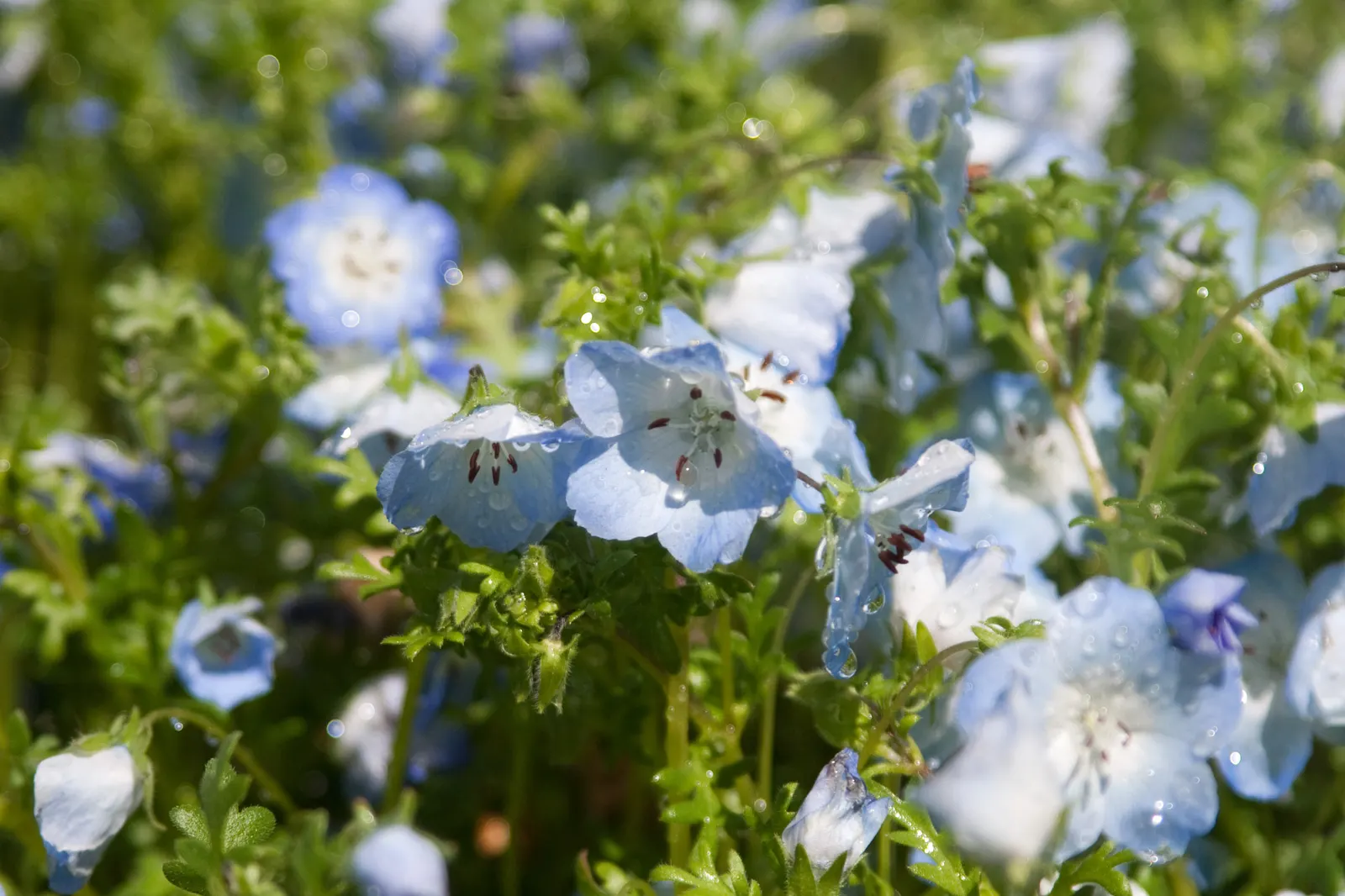 Baby Blue Eyes (Nemophila Menziesii) — blue and multi-colored flowers in the garden