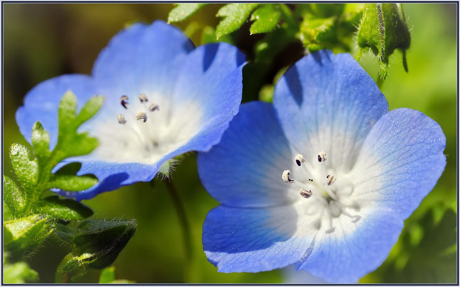 Baby Blue Eyes (Nemophila Menziesii) — Baby Blue Eyes boasts a sky-blue hue with a striking white center; this North American native is predominantly found in