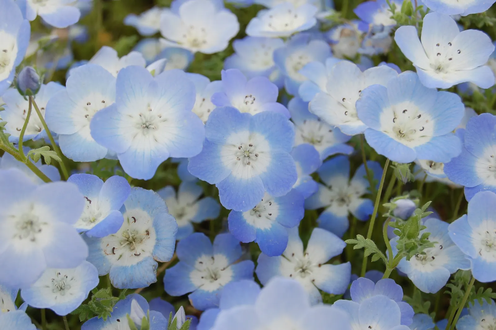 Baby Blue Eyes (Nemophila Menziesii) — flourishing in the underbrush of woodland areas which hints at its preference for cooler; damp conditions it, image 58