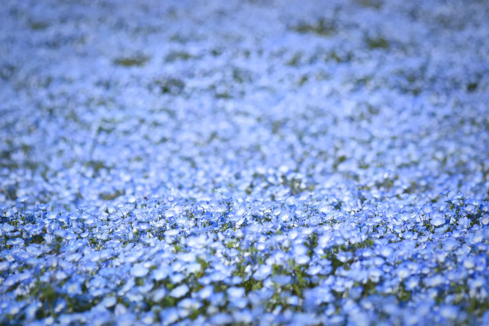 Baby Blue Eyes (Nemophila Menziesii) — It thrives in USDA Zones 2 through 10