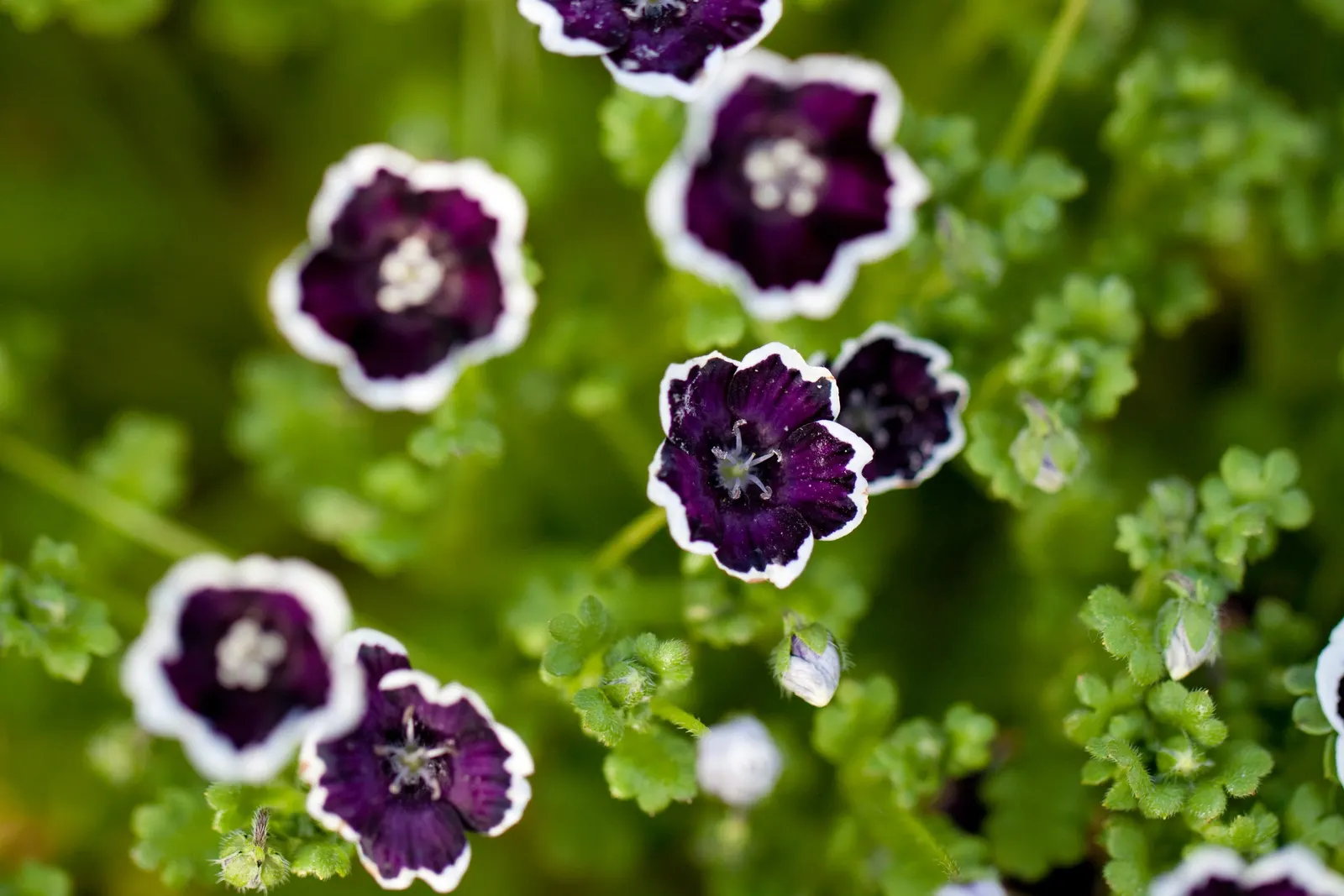 Baby Blue Eyes (Nemophila Menziesii) — This North American native is predominantly found in California; baby Blue Eyes boasts a sky-blue hue with a, image 81