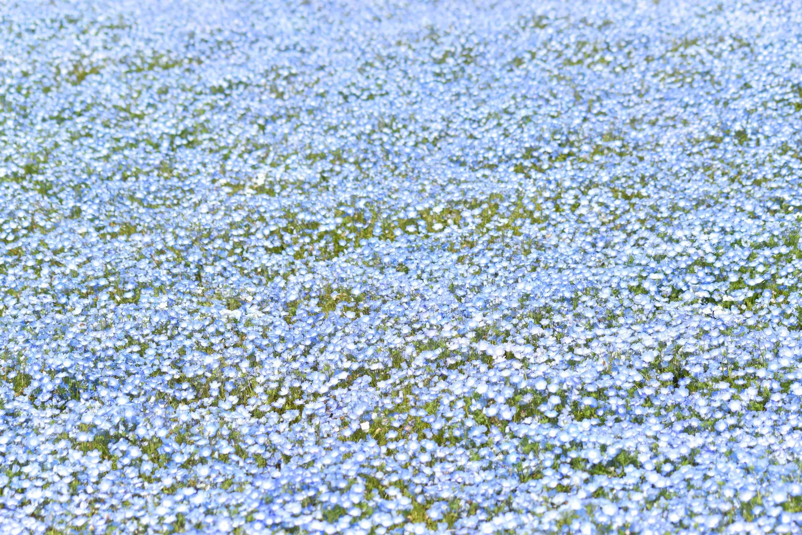 Baby Blue Eyes (Nemophila Menziesii) — offering a stunning ground cover or border accent; is an enchanting annual that graces gardens with a splash, image 53