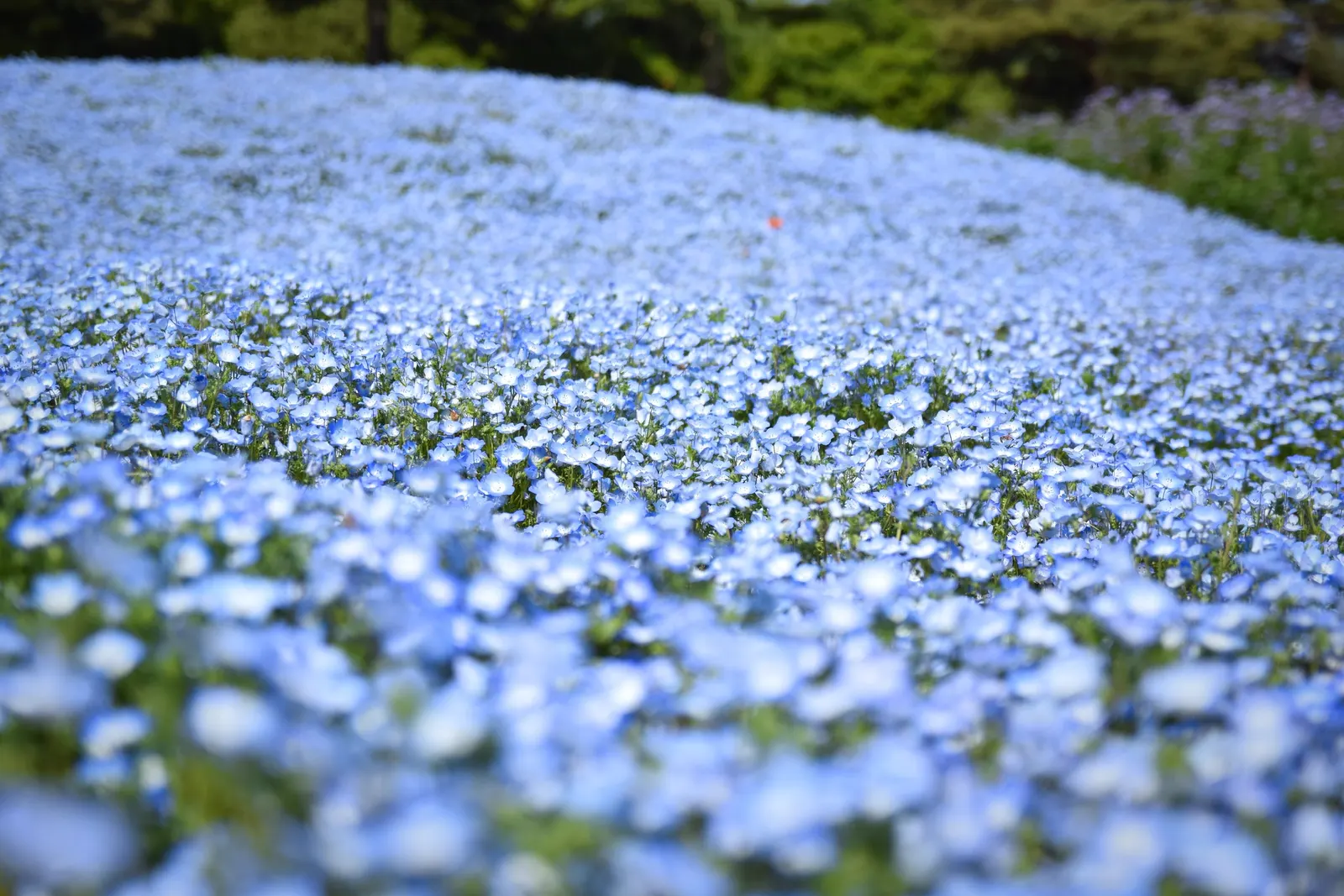 Baby Blue Eyes (Nemophila Menziesii) — making it a ground-hugging ornament suited for border foregrounds; it thrives in cool, shaded settings, image 59