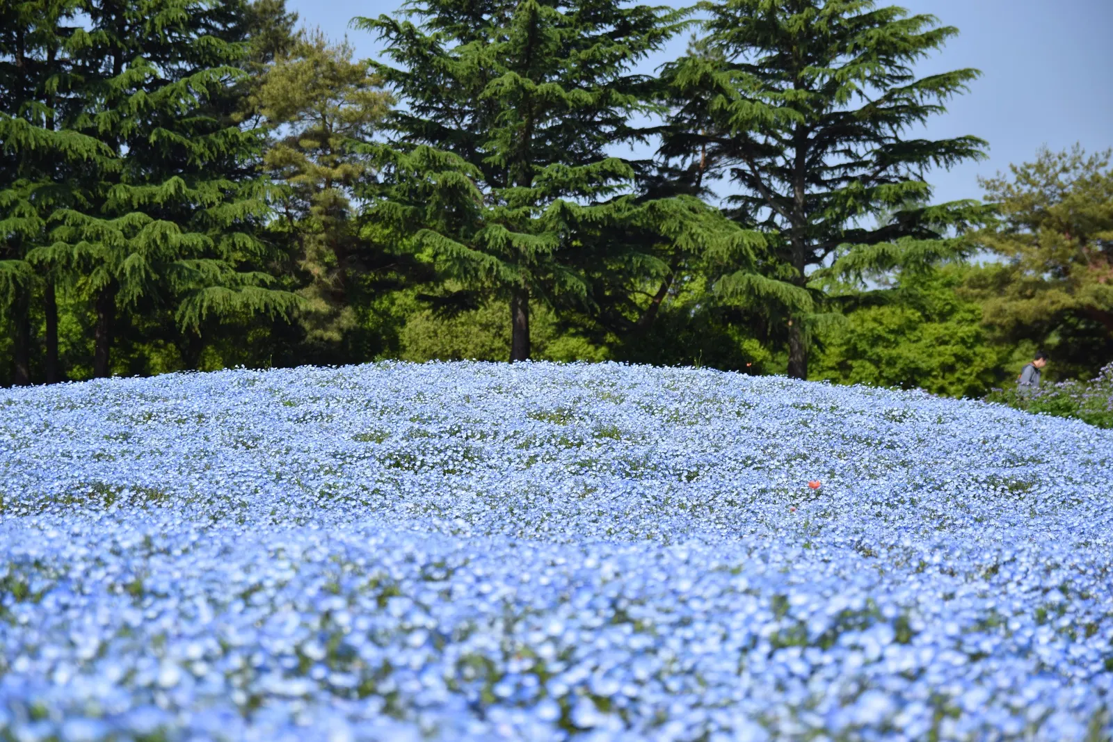 Baby Blue Eyes (Nemophila Menziesii) — The blossoms emerge predominantly in spring; it is crucial to ensure it receives partial to full shade in, image 61