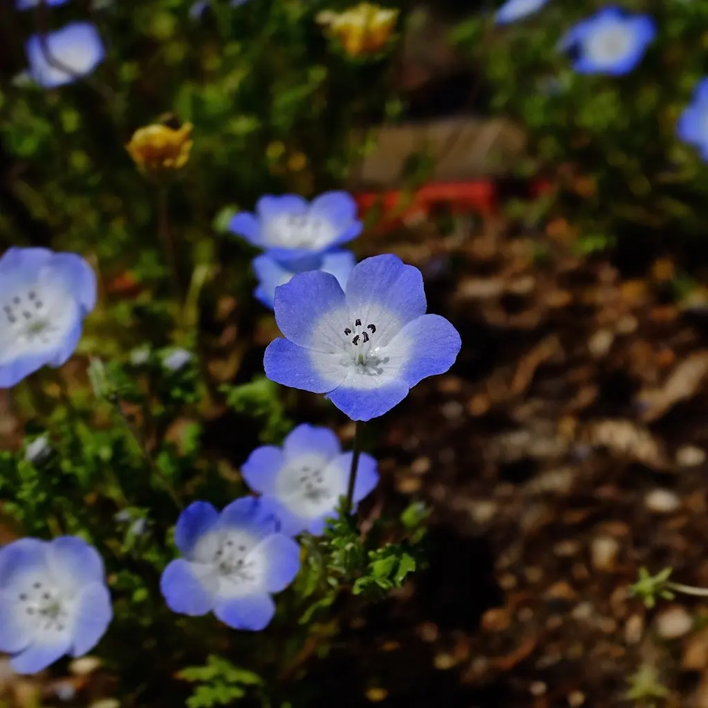 Baby Blue Eyes (Nemophila Menziesii) — With sky-blue petals and white centers