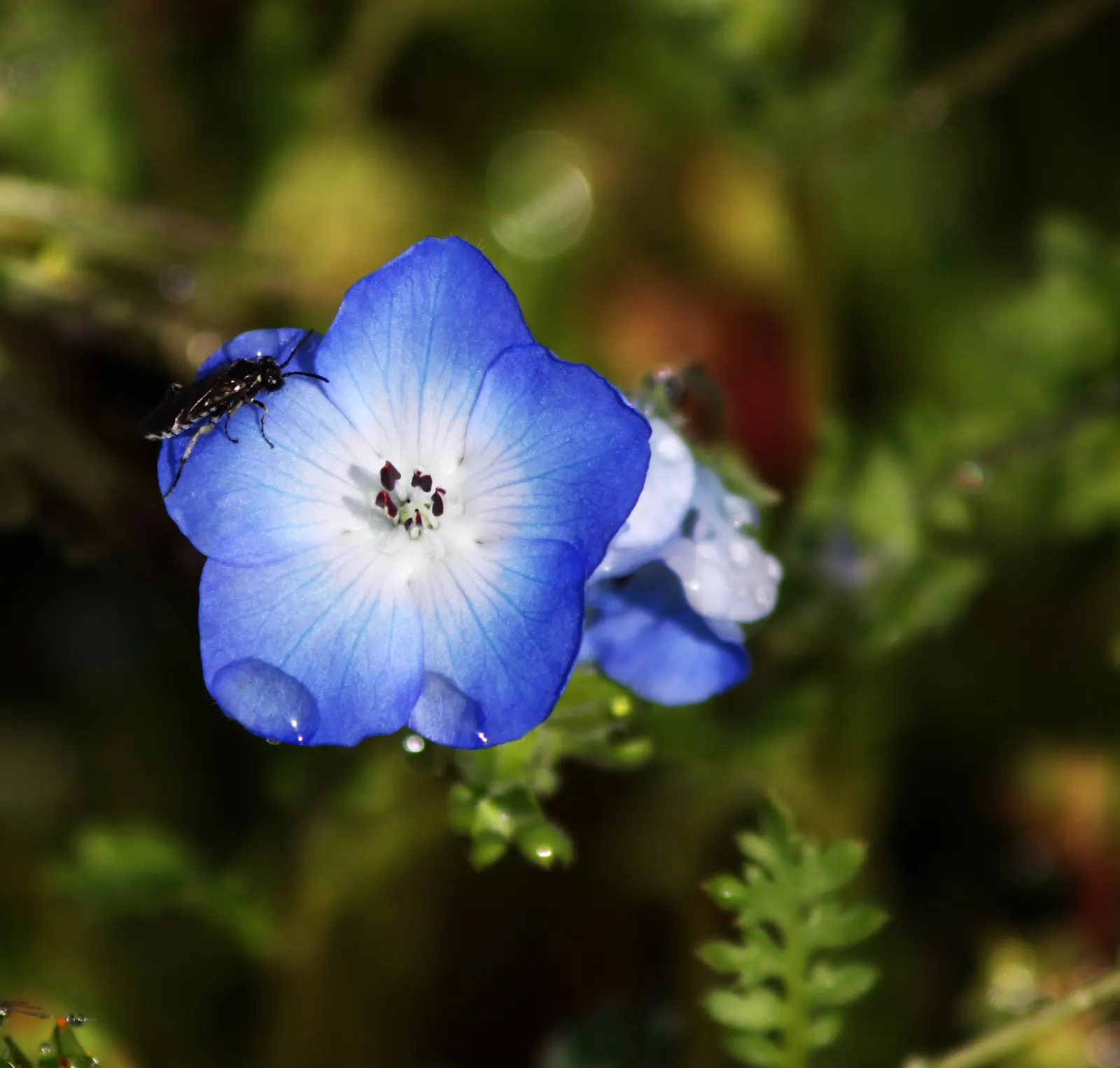 Baby Blue Eyes (Nemophila Menziesii) — the soil should be kept consistently moist but not waterlogged; with sky-blue petals and white centers, image 66