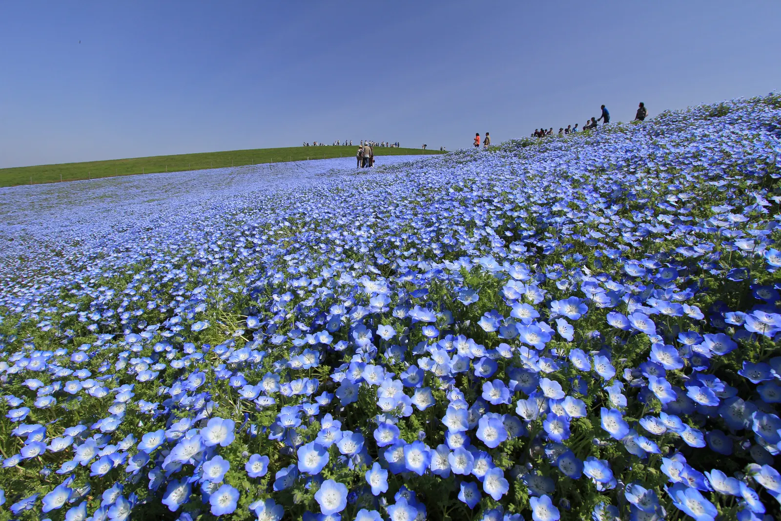 Baby Blue Eyes (Nemophila Menziesii) — It thrives in cool, shaded settings, preferring moist, well-drained soil; making it a ground-hugging, image 74