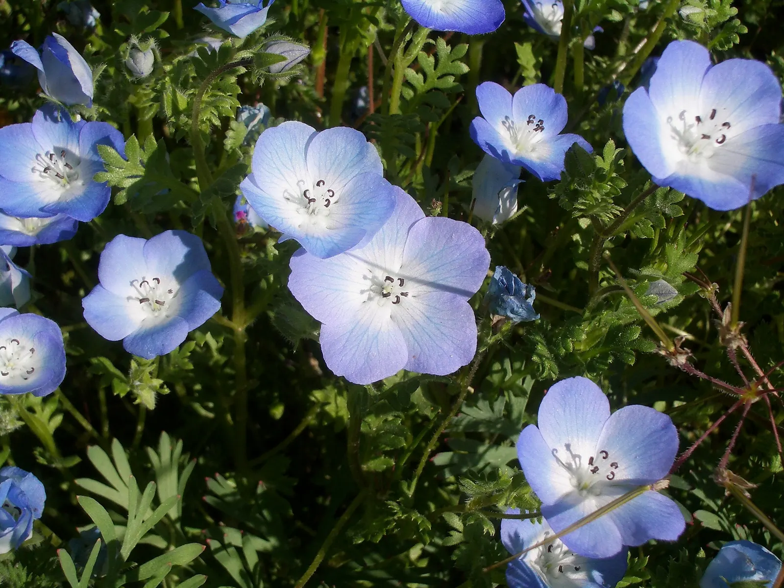 Baby Blue Eyes (Nemophila Menziesii) — making it a ground-hugging ornament suited for border foregrounds; it thrives in cool, shaded settings, preferring