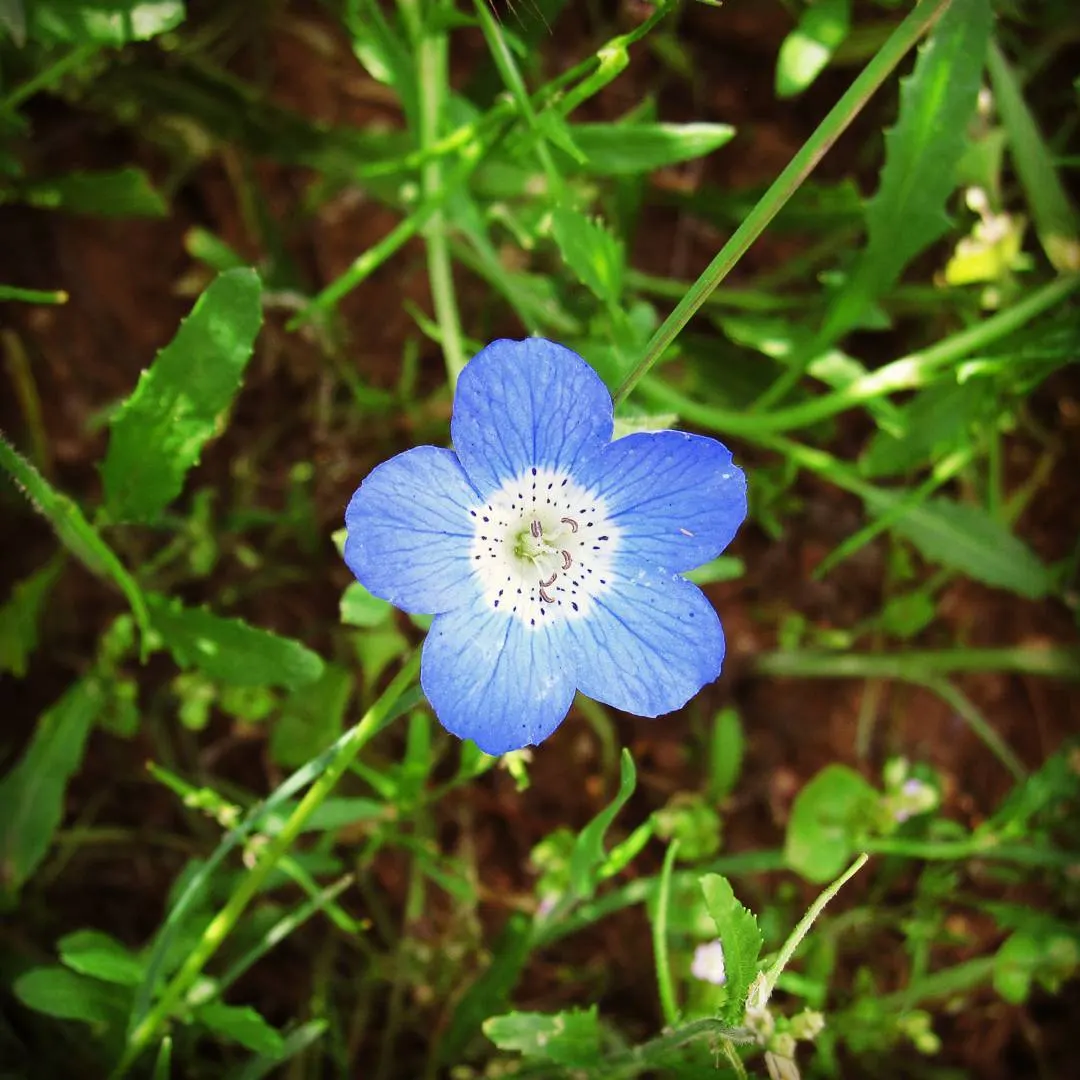 Baby Blue Eyes (Nemophila Menziesii) — make it a delightful addition to any garden space aimed at harmony with local ecosystems; annual / ground cover for full