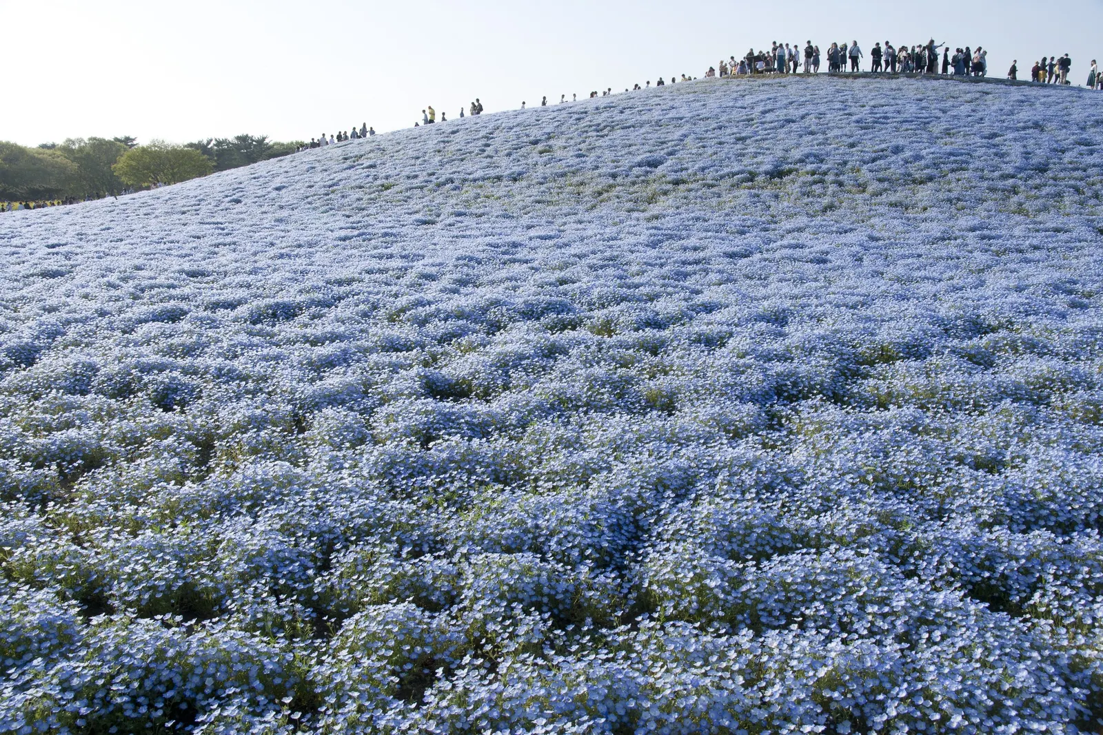 Baby Blue Eyes (Nemophila Menziesii) — this delicate flora reaches up to 12 inches in height and spreads 6-12 inches; nemophila menziesii, commonly, image 76