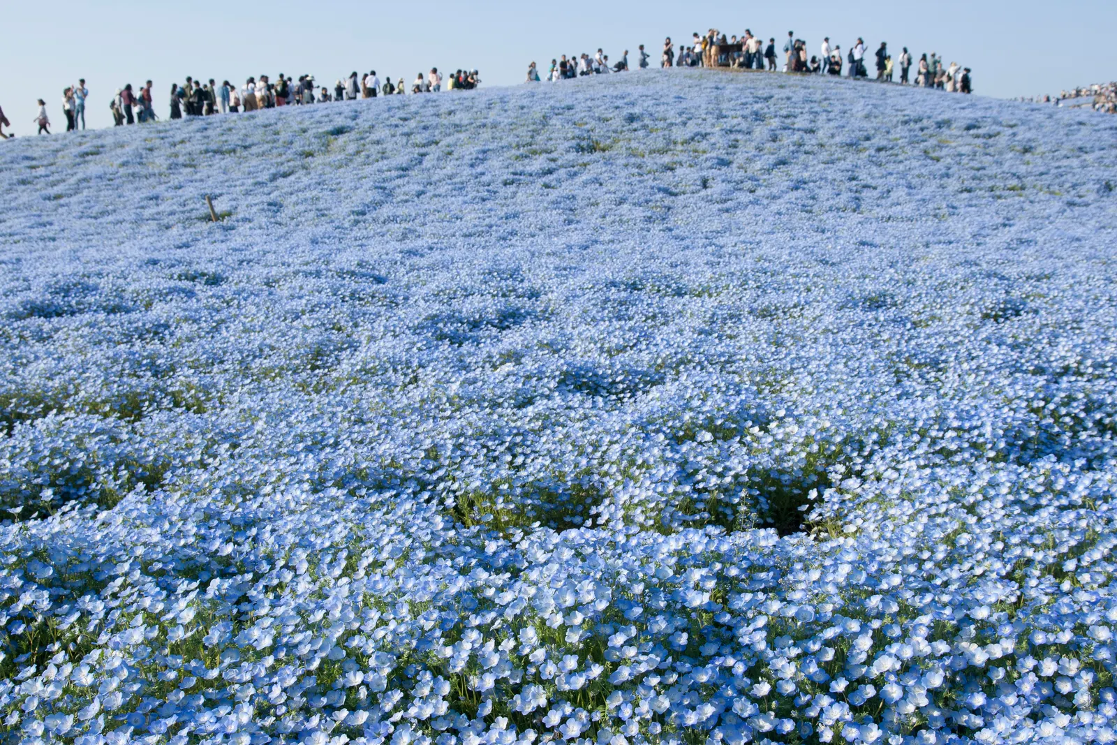 Baby Blue Eyes (Nemophila Menziesii) — as excessive heat can stunt growth and diminish blooming; baby Blue Eyes' low maintenance and ability to attract