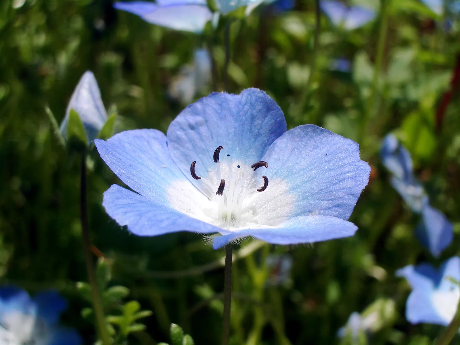 Baby Blue Eyes (Nemophila Menziesii) — this delicate flora reaches up to 12 inches in height and spreads 6-12 inches; nemophila menziesii, commonly known as