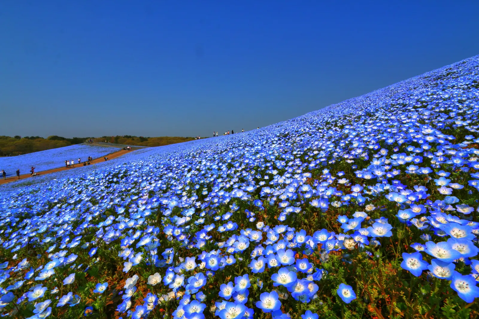 Baby Blue Eyes (Nemophila Menziesii) — blue and multi-colored flowers in the garden; commonly referred to as Baby Blue Eyes, image 70