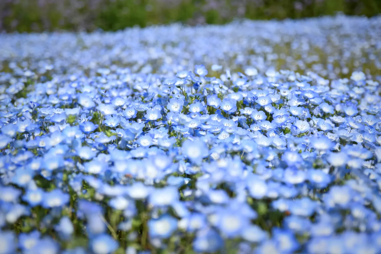 Baby Blue Eyes (Nemophila Menziesii) — damp conditions it naturally favors; flourishing in the underbrush of woodland areas which hints at its, image 67
