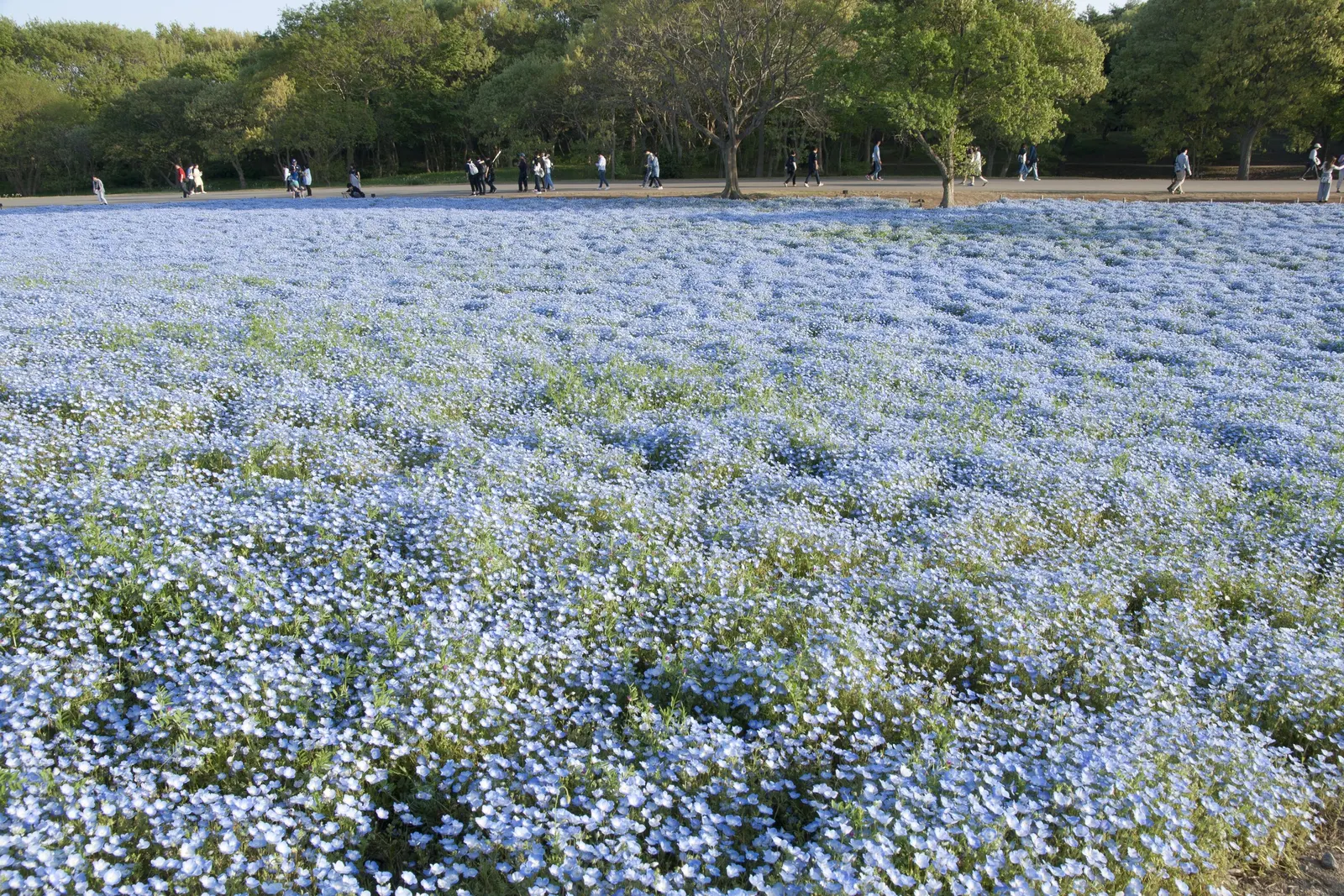 Baby Blue Eyes (Nemophila Menziesii) — flourishing in the underbrush of woodland areas which hints at its preference for cooler