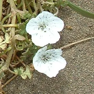 Baby Blue Eyes (Nemophila Menziesii) — Baby Blue Eyes' low maintenance and ability to attract pollinators; as excessive heat can stunt growth and, image 68