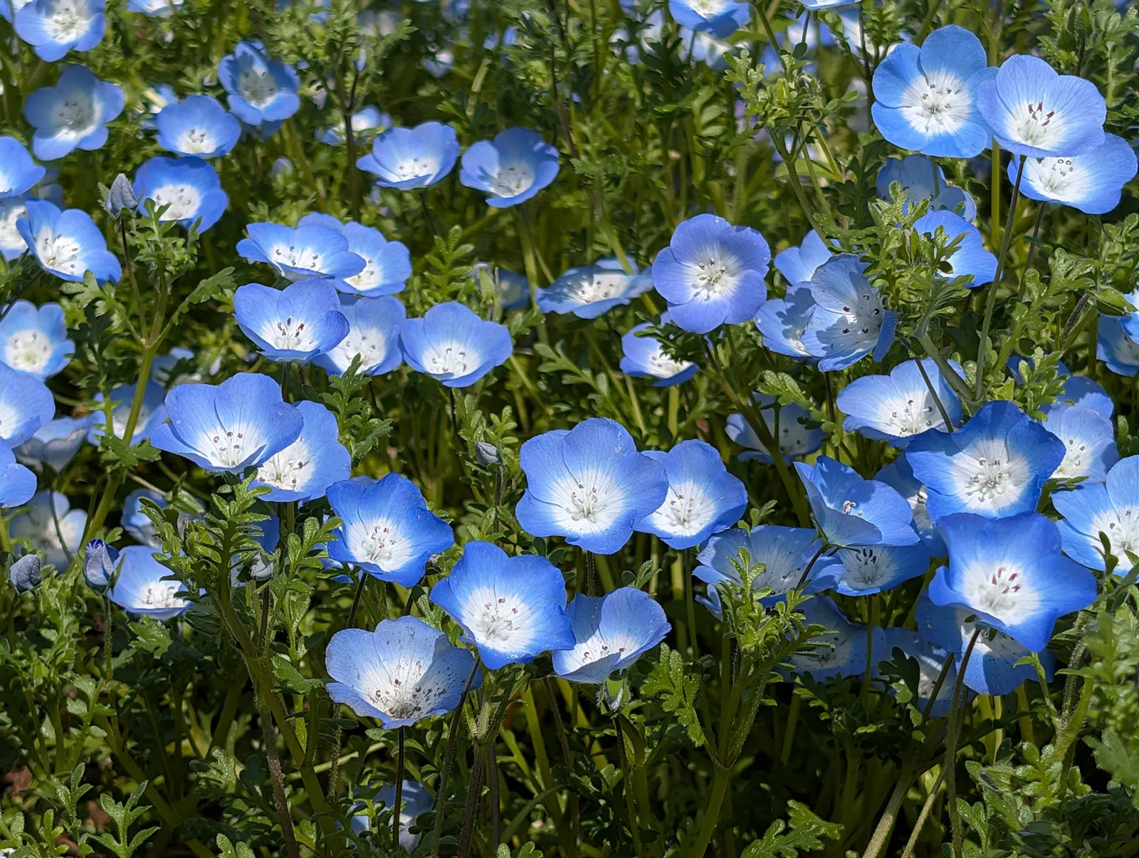 Baby Blue Eyes (Nemophila Menziesii) — flourishing in the underbrush of woodland areas which hints at its preference for cooler; damp conditions it naturally