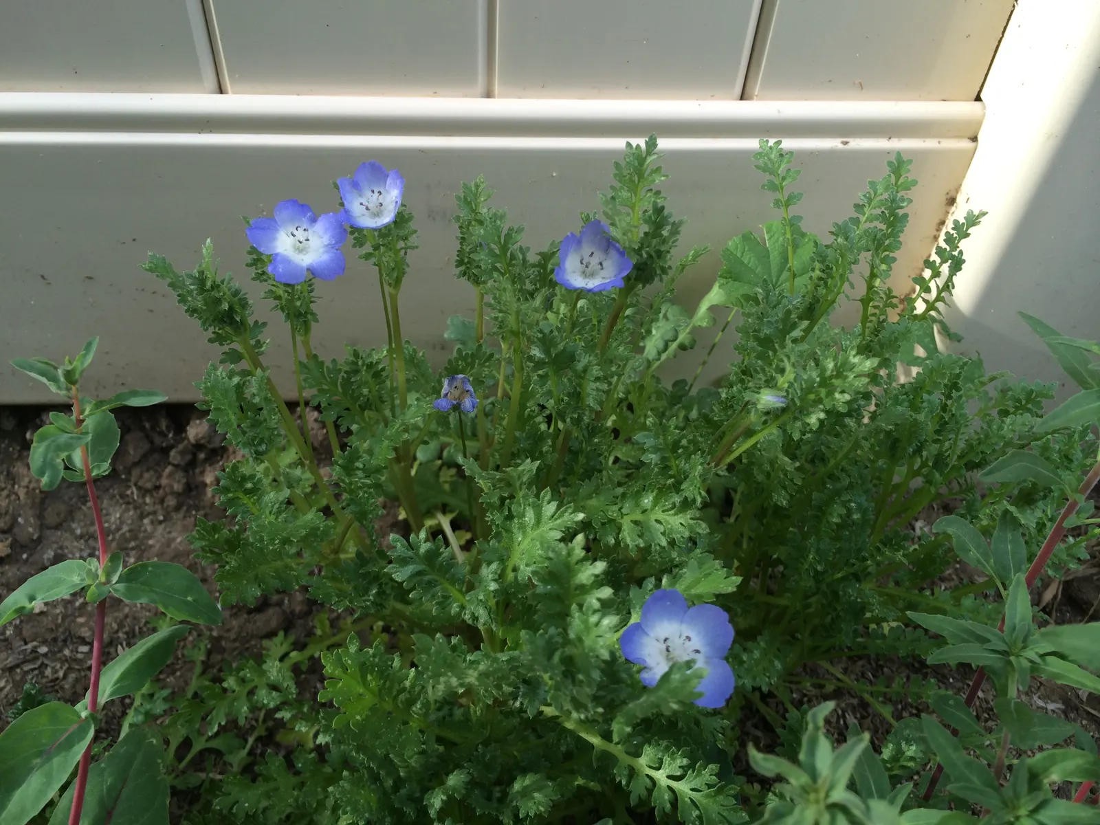 Baby Blue Eyes (Nemophila Menziesii) — damp conditions it naturally favors; flourishing in the underbrush of woodland areas which hints at its preference for