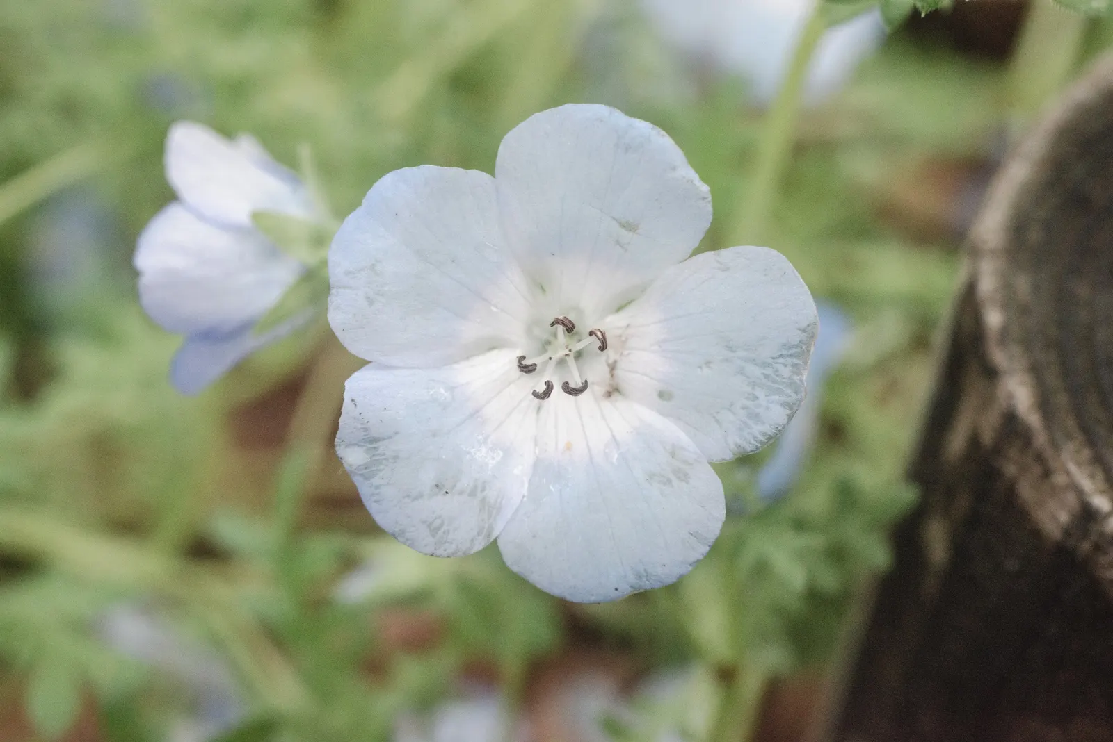 Baby Blue Eyes (Nemophila Menziesii) — the soil should be kept consistently moist but not waterlogged; with sky-blue petals and white centers