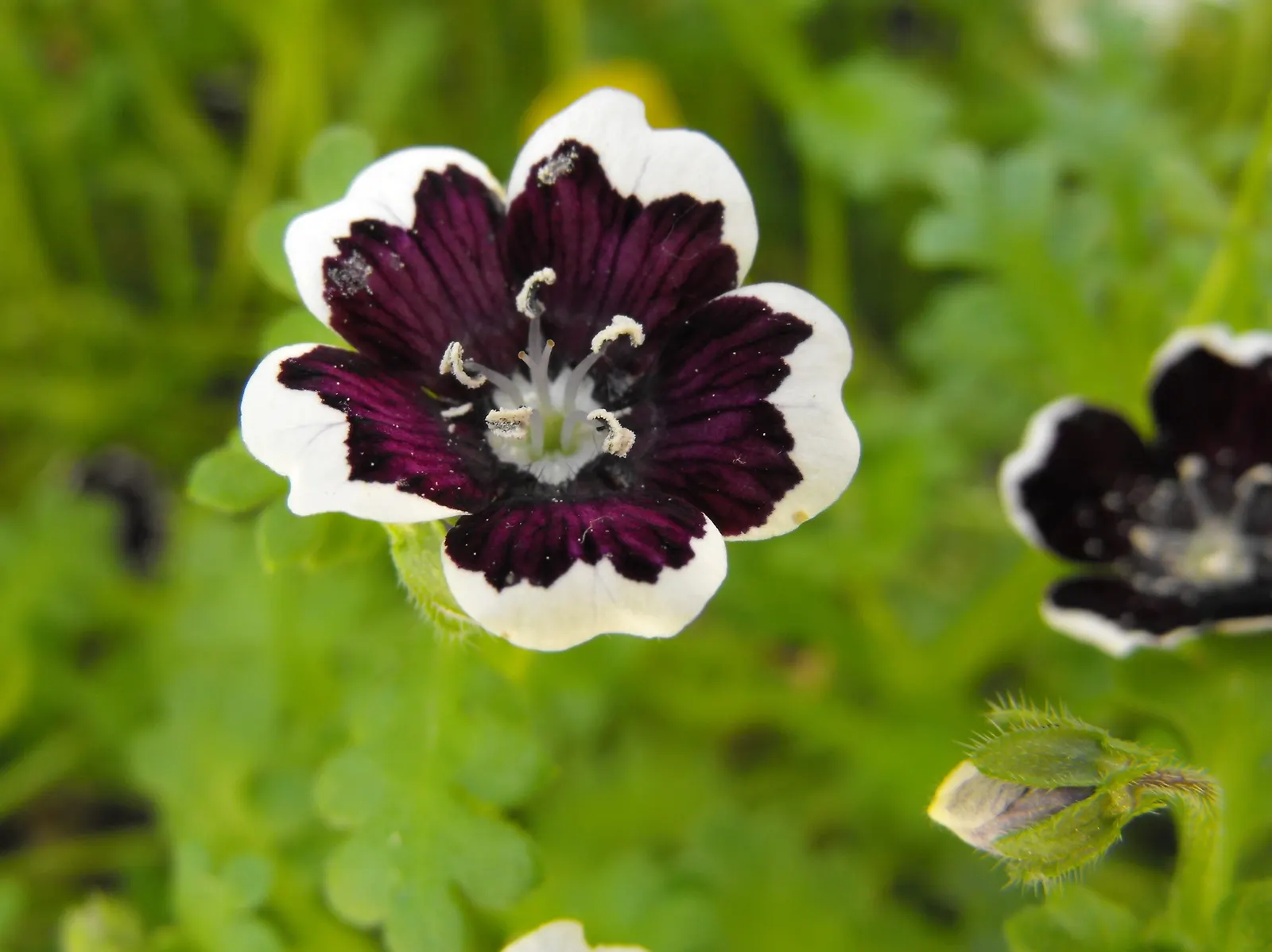 Baby Blue Eyes (Nemophila Menziesii) — annual / ground cover for full or half; make it a delightful addition to any garden space aimed at harmony, image 72