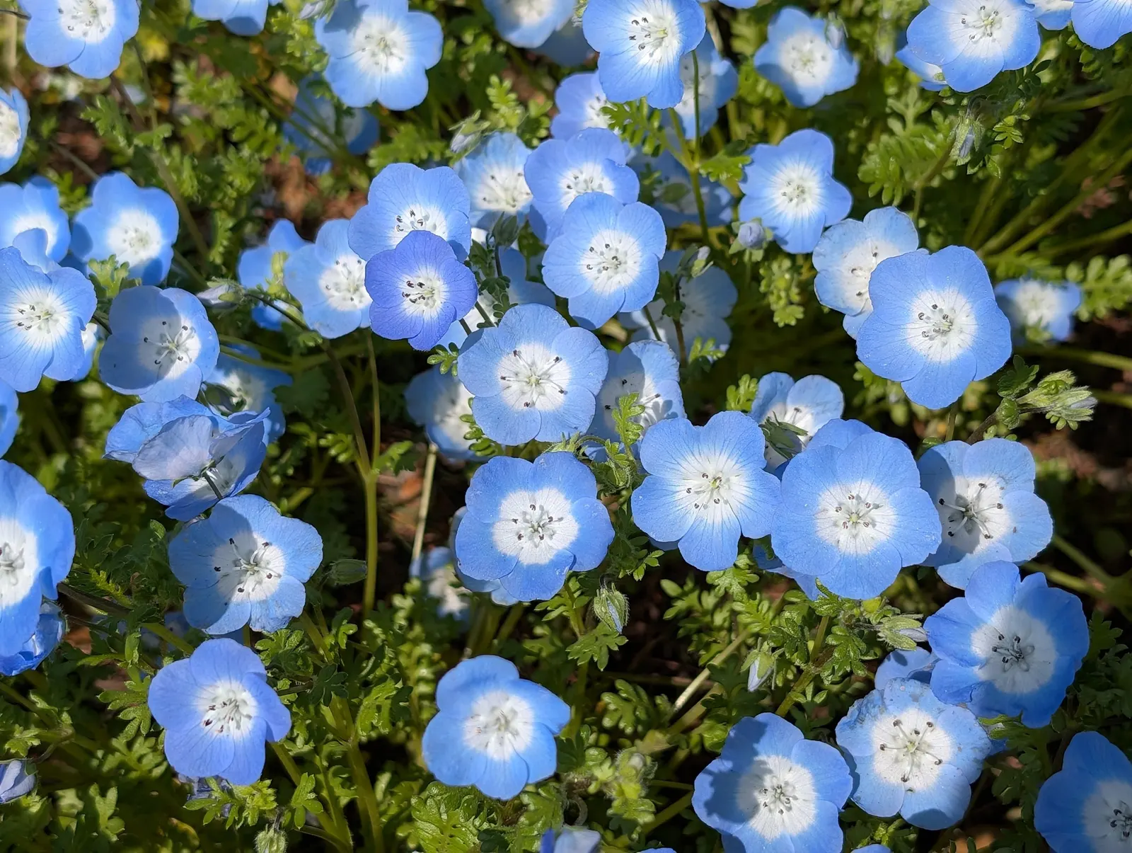 Baby Blue Eyes (Nemophila Menziesii) — annual / ground cover with blue and multi-colored blooms