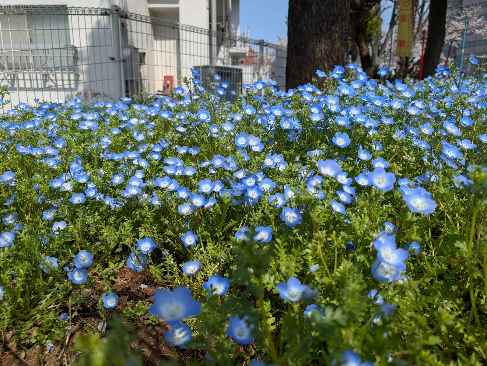 Baby Blue Eyes (Nemophila Menziesii) — The blossoms emerge predominantly in spring; it is crucial to ensure it receives partial to full shade in regions with