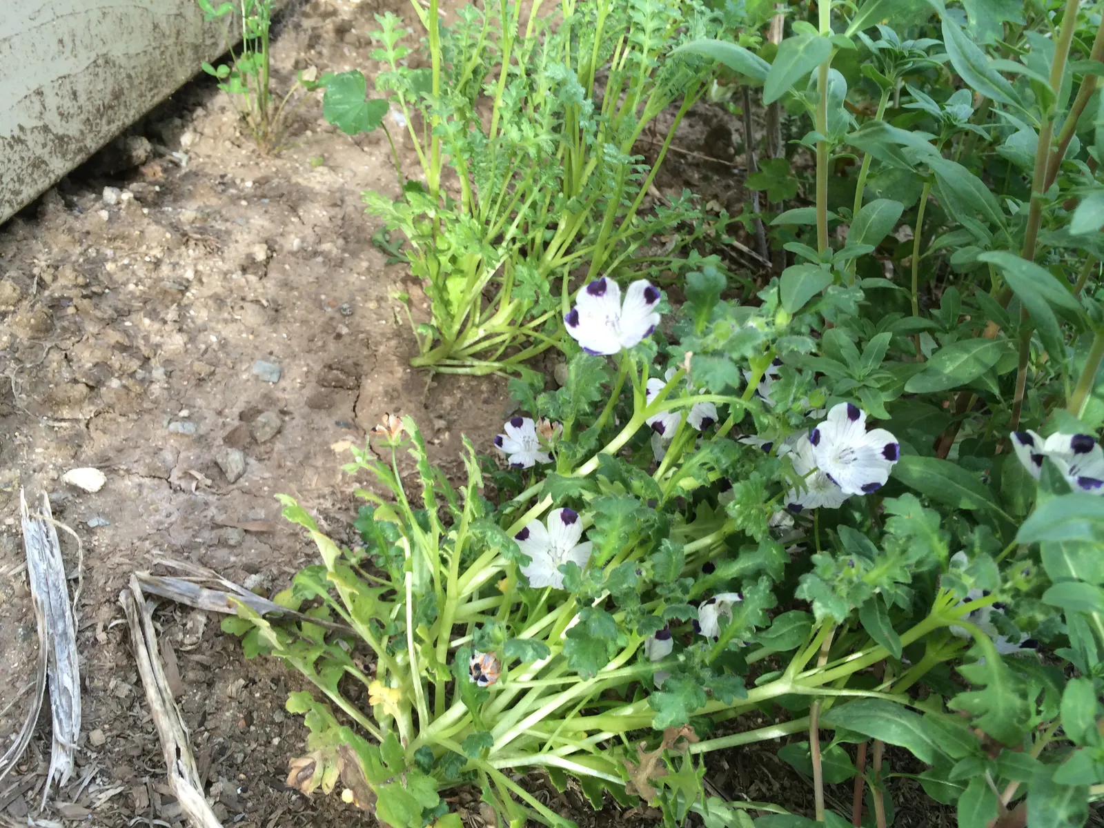 Baby Blue Eyes (Nemophila Menziesii) — flourishing in the underbrush of woodland areas which hints at its preference for cooler; damp conditions it, image 82