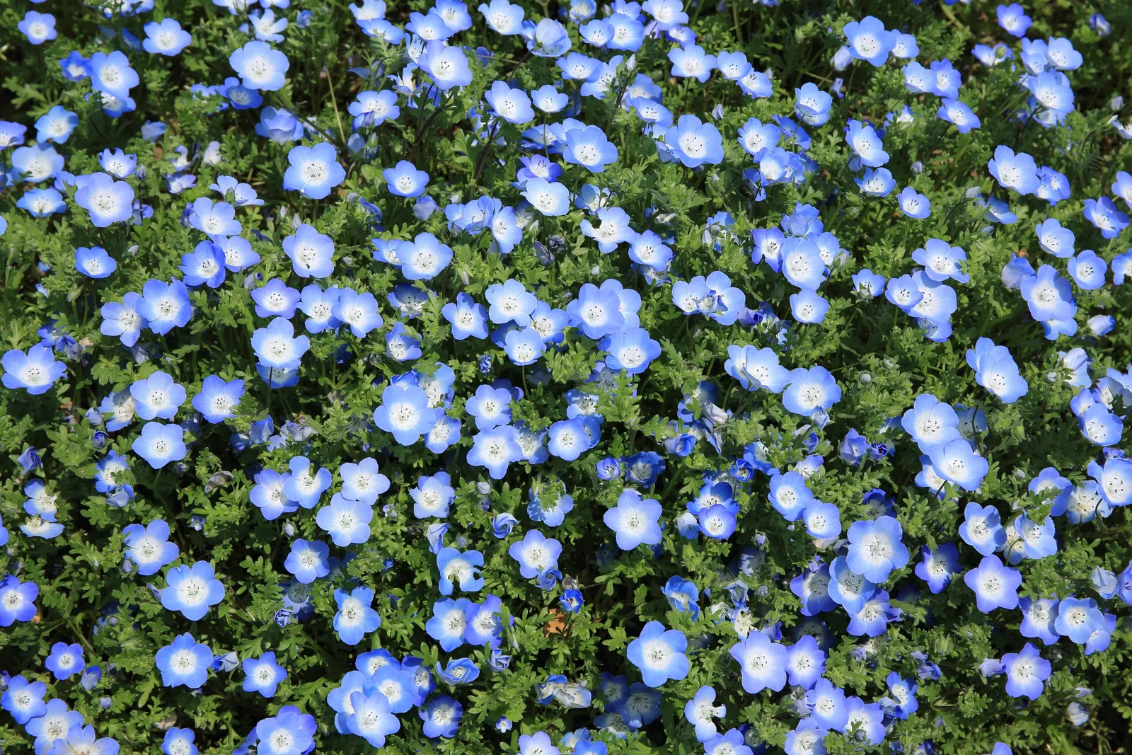 Baby Blue Eyes (Nemophila Menziesii) — annual / ground cover for full or half; make it a delightful addition to any garden space aimed at harmony with local