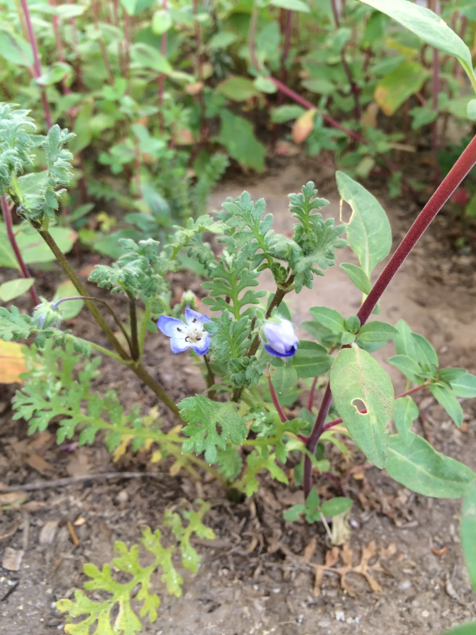 Baby Blue Eyes (Nemophila Menziesii) — It thrives in cool, shaded settings, preferring moist, well-drained soil; making it a ground-hugging, image 50