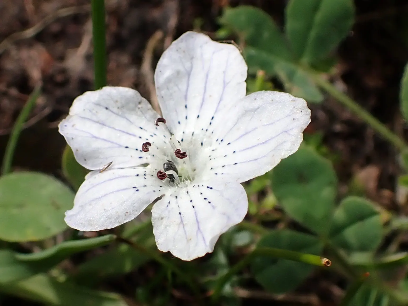 Baby Blue Eyes (Nemophila Menziesii) — commonly referred to as Baby Blue Eyes