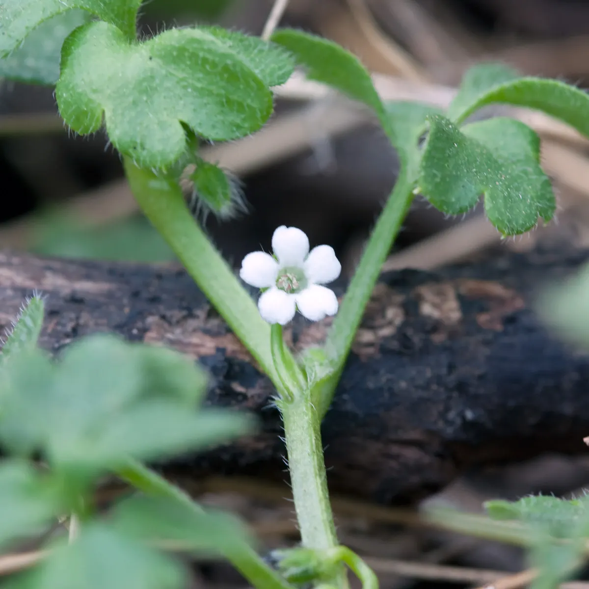 Baby Blue Eyes (Nemophila Menziesii) — This North American native is predominantly found in California