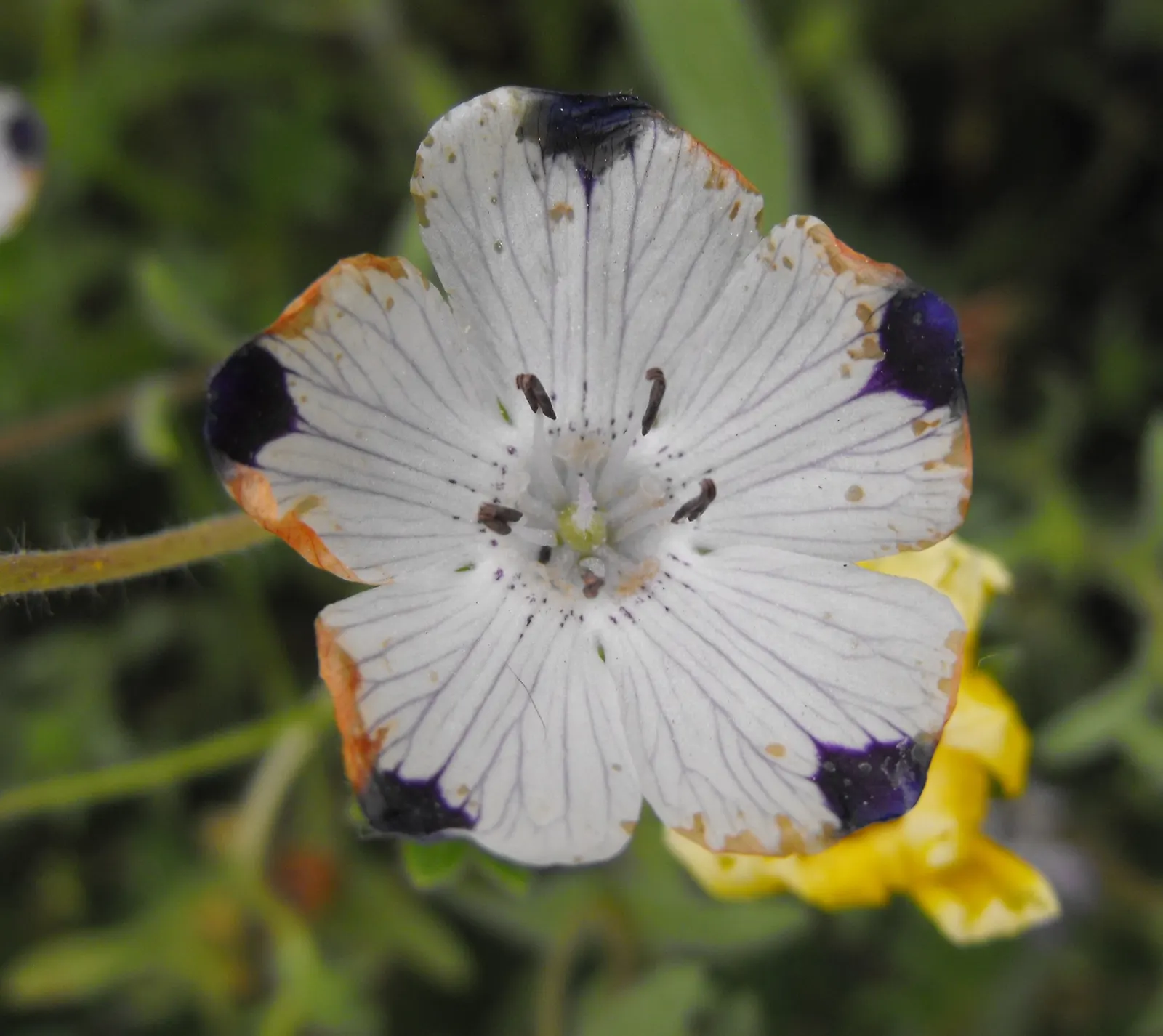 Baby Blue Eyes (Nemophila Menziesii) — it is crucial to ensure it receives partial to full shade in regions with hot summers; the blossoms emerge, image 64