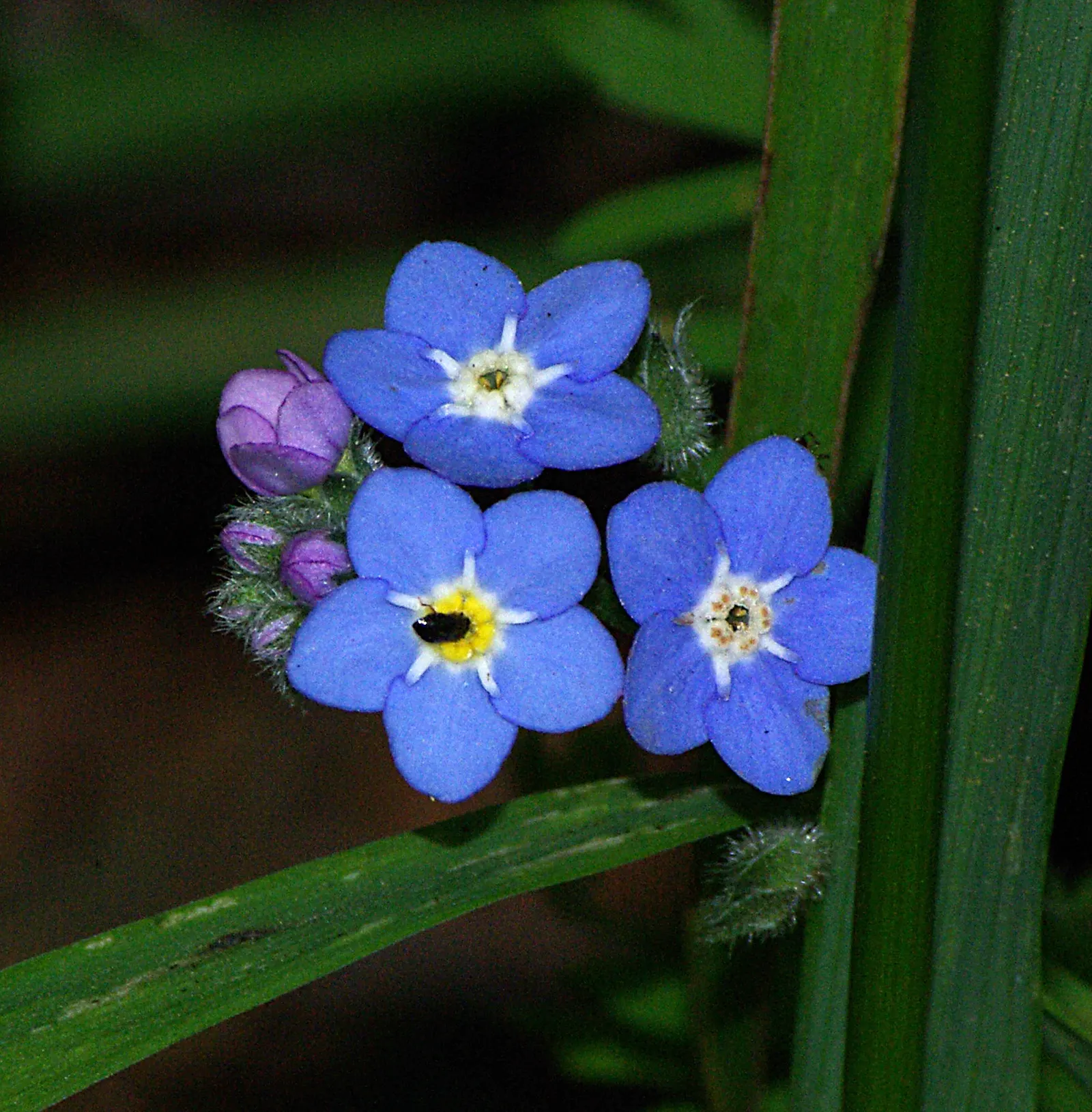 Baby Blue Eyes (Nemophila Menziesii) — adding a serene drift of color that complements bold-hued plantings
