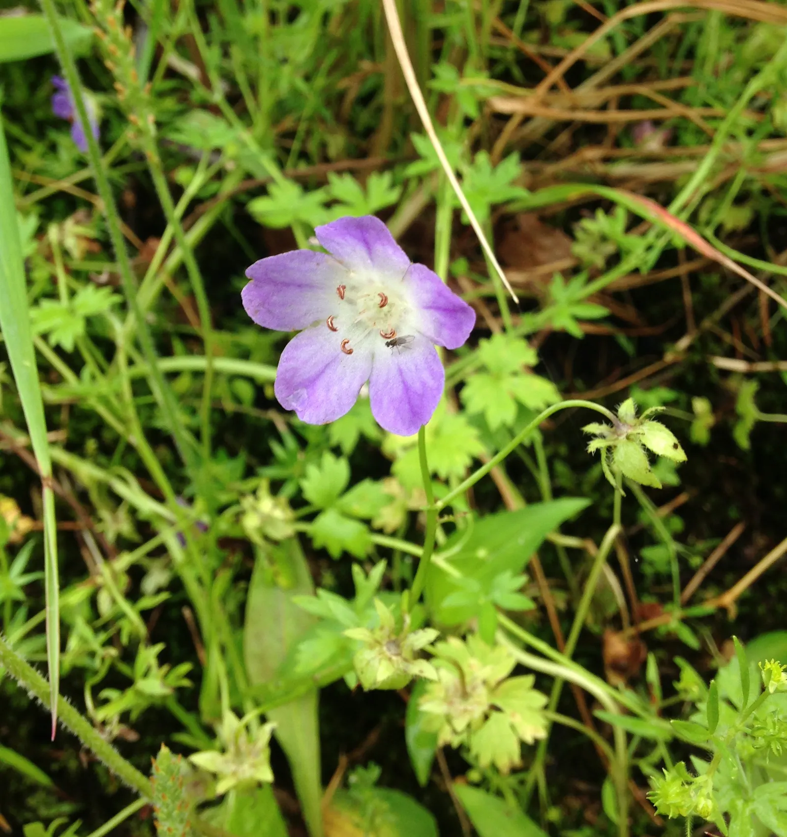 Baby Blue Eyes (Nemophila Menziesii) — Nemophila menziesii, commonly known as Baby Blue Eyes, is a charming annual, flourishing in U.S; this delicate flora