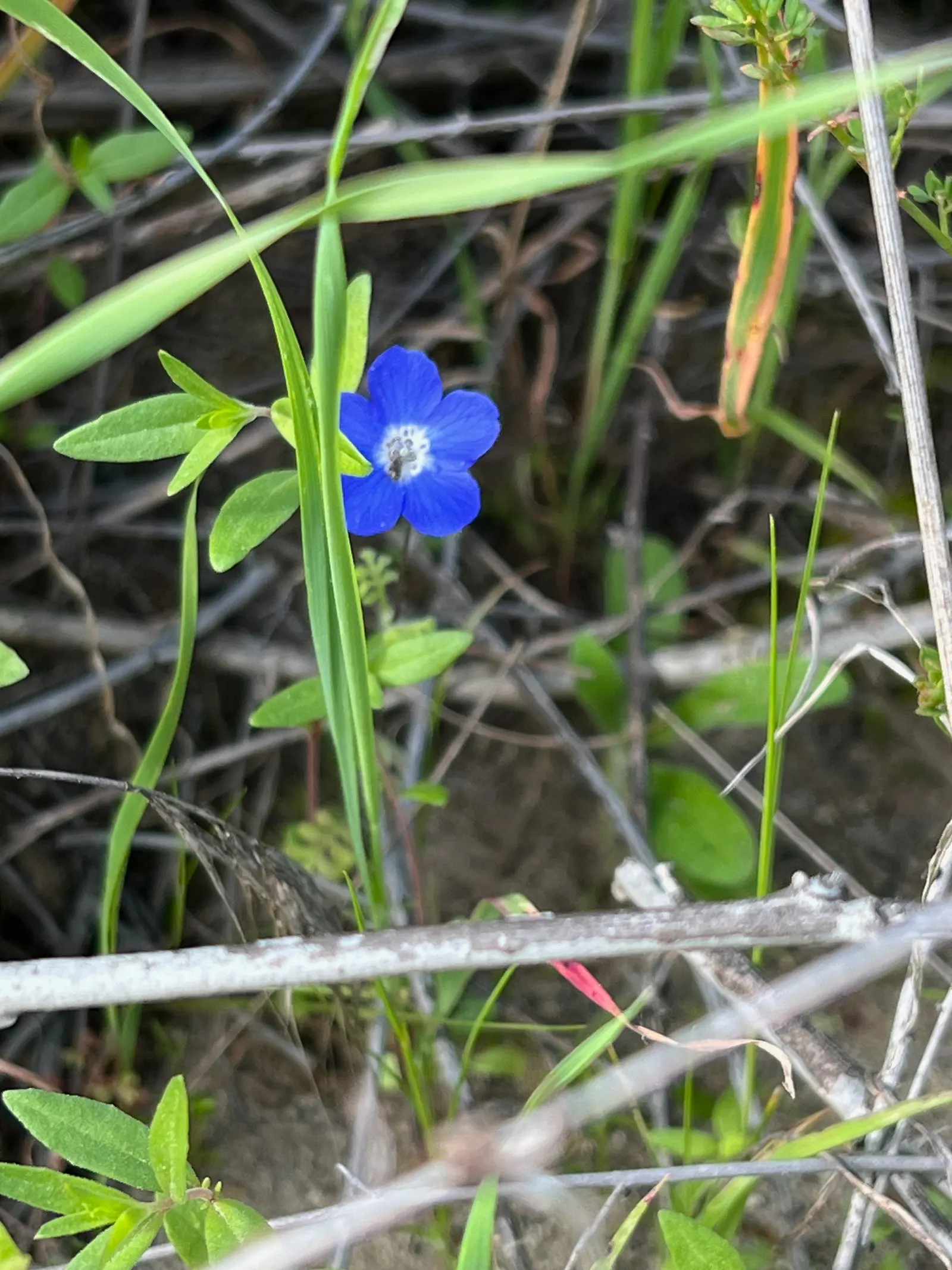 Baby Blue Eyes (Nemophila Menziesii) — as excessive heat can stunt growth and diminish blooming; baby Blue Eyes' low maintenance and ability to, image 65