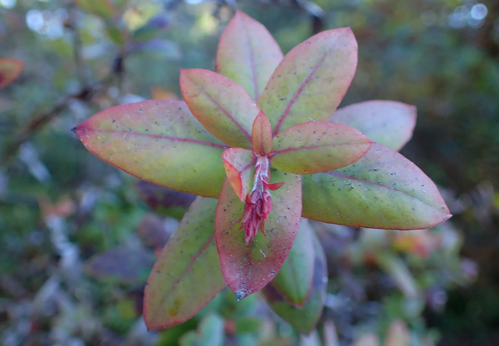 Pajaro Manzanita (Arctostaphylos Pajaroensis) — Arctostaphylos pajaroensis, or Pajaro Manzanita, is an evergreen shrub native to California's central coast