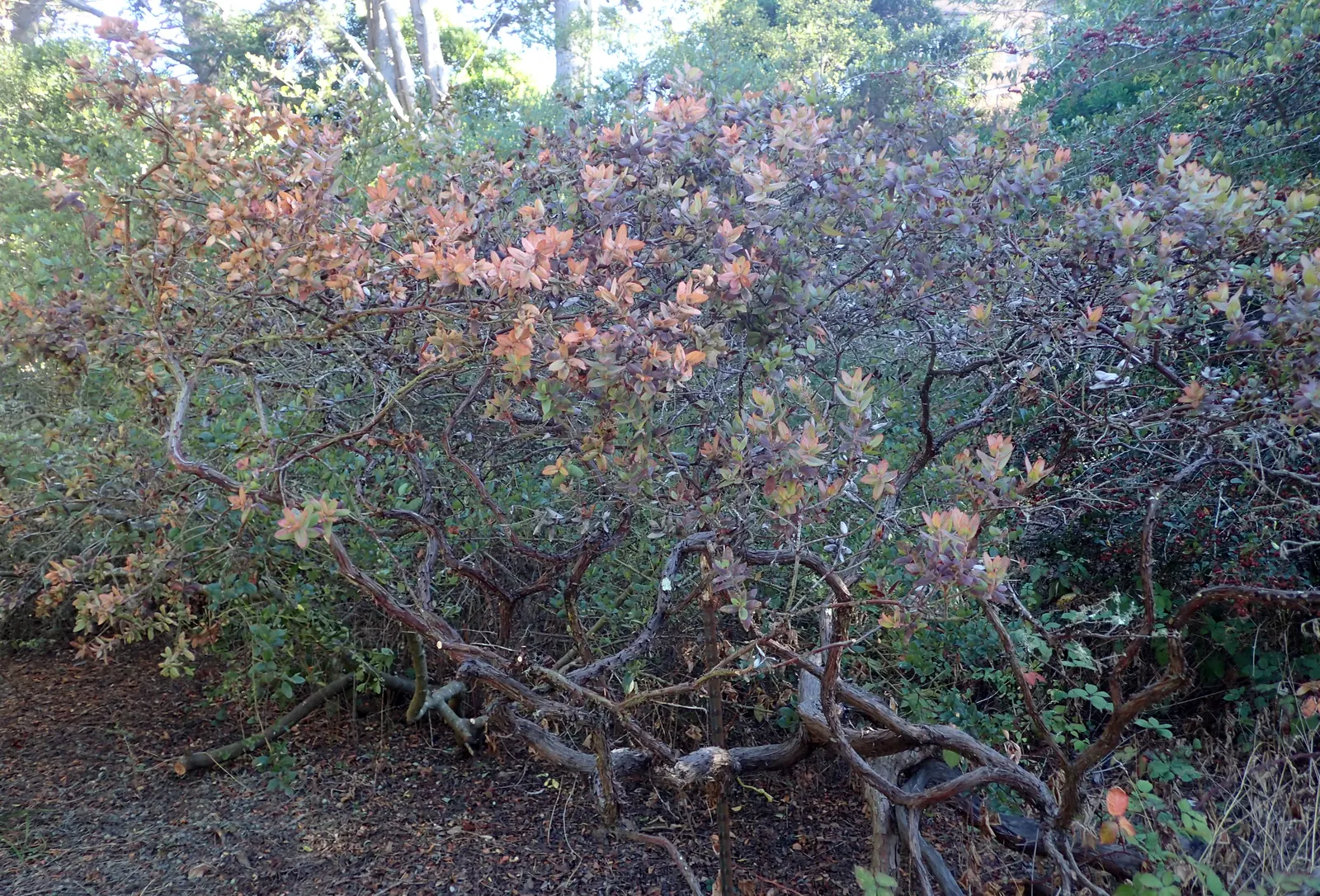 Pajaro Manzanita (Arctostaphylos Pajaroensis) — Adaptable to various soils, it prefers full sun and good drainage