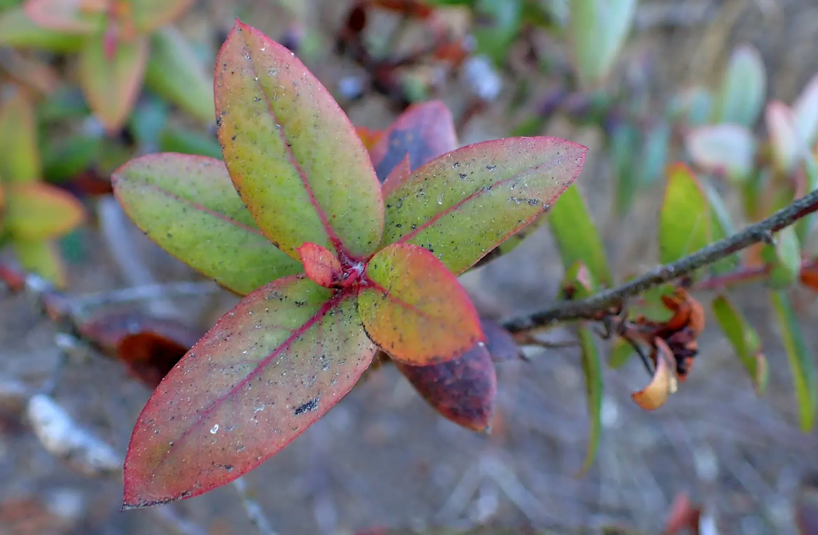 Pajaro Manzanita (Arctostaphylos Pajaroensis) — It boasts a striking form with rich mahogany bark and leathery gray-green leaves
