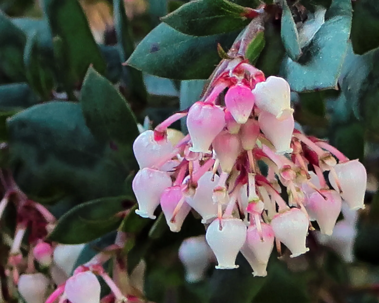 Pajaro Manzanita (Arctostaphylos Pajaroensis) — Mature size reaches 4-6 feet tall and 6-8 feet wide, ideal for water-wise gardens