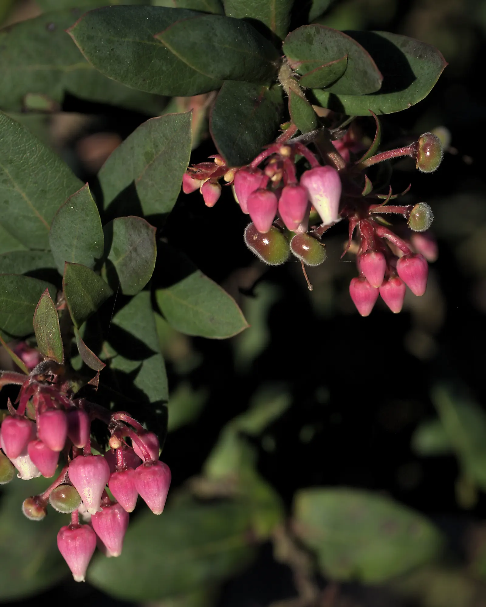 Pajaro Manzanita (Arctostaphylos Pajaroensis) — White-to-pink bell-shaped flowers bloom Jan-Mar, attracting pollinators, followed by red berries