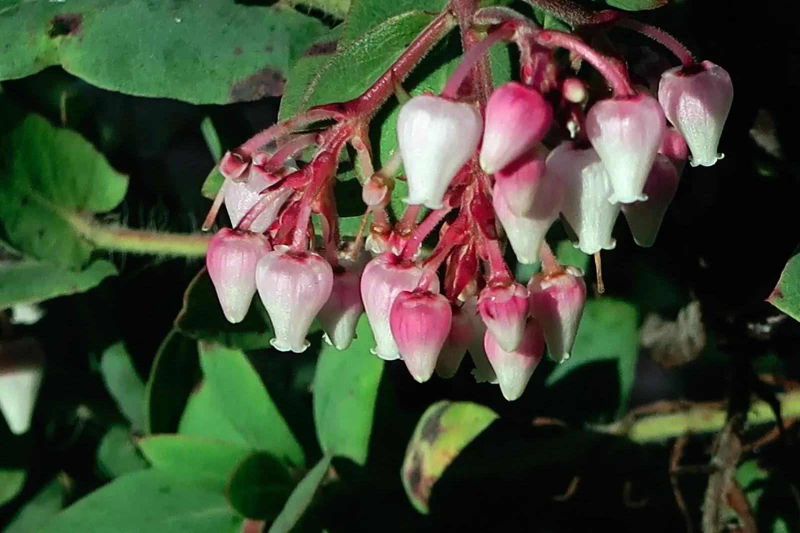 Pajaro Manzanita (Arctostaphylos Pajaroensis) — Requires minimal water once established