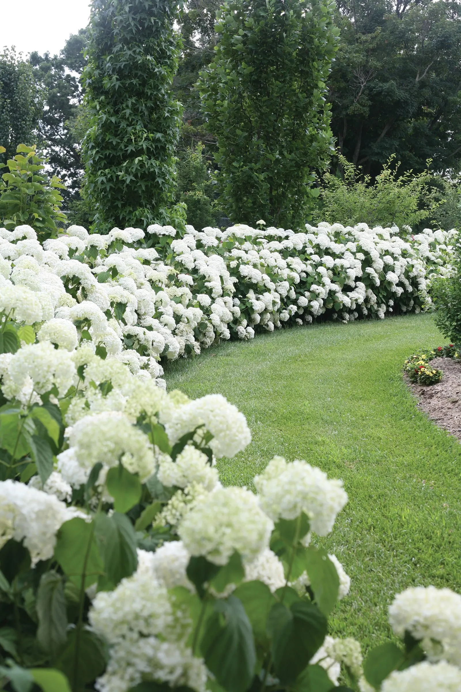 Blush Smooth hydrangea (Hydrangea arborescens) — Proven Winners - Incrediball® Blush - Smooth hydrangea - Hydrangea arborescens pink plant details