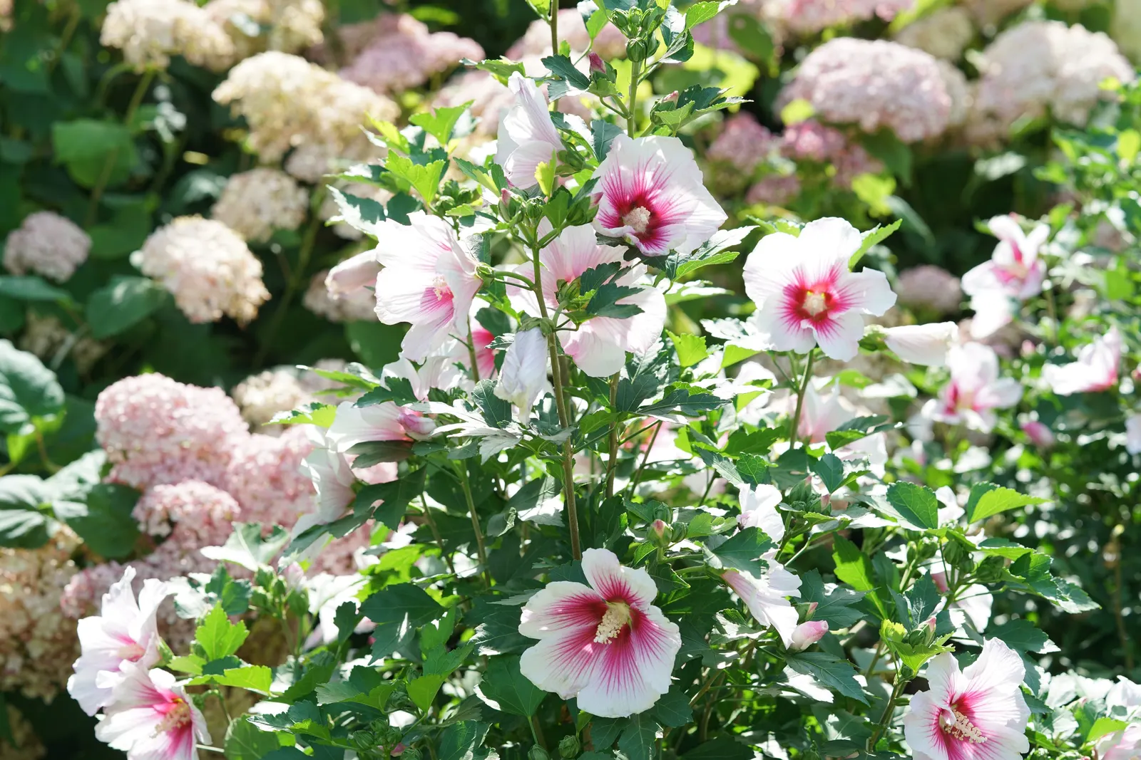 Blush Smooth hydrangea (Hydrangea arborescens) — information and resources