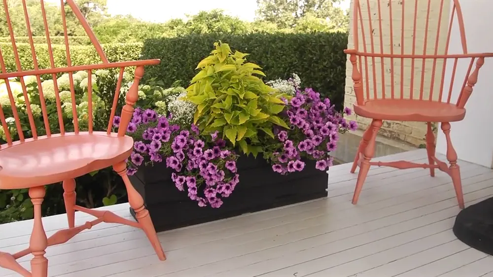Bordeaux™ II Petunia — In general, containers need to be fed more than landscape plants; they are also excellent landscape plants, best suited to, image 98