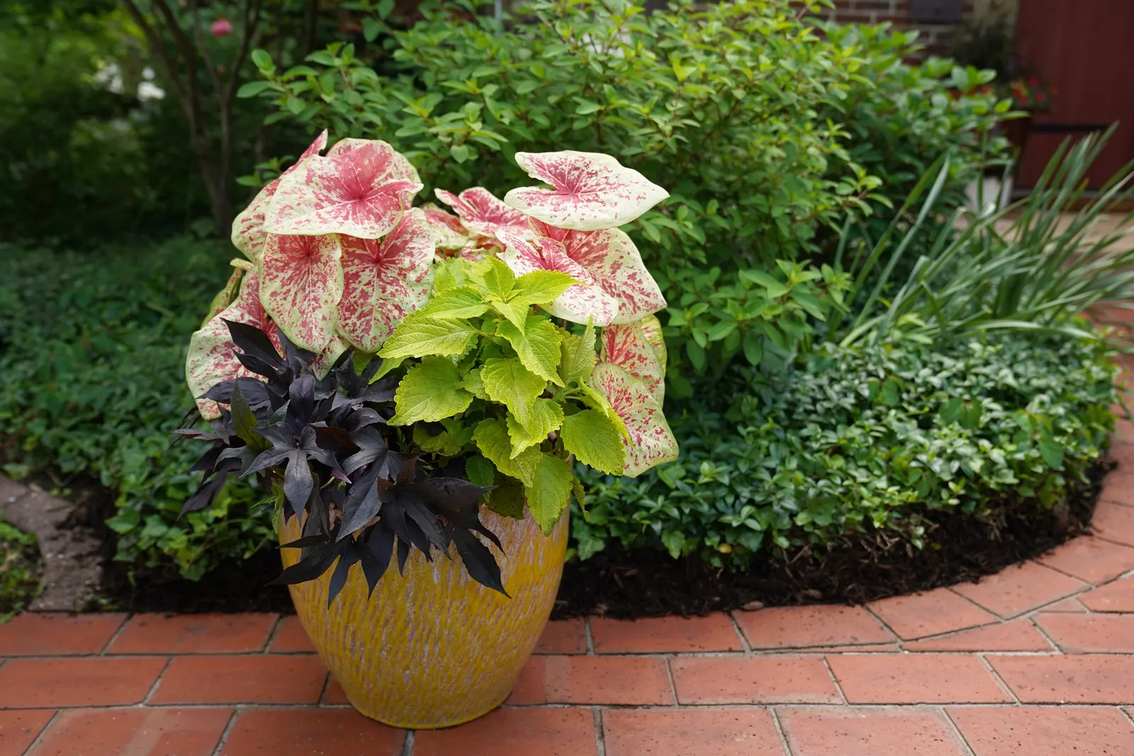 Raven™ II Ornamental Sweet Potato Vine (Ipomoea batatas) — Gardeners often note its fast