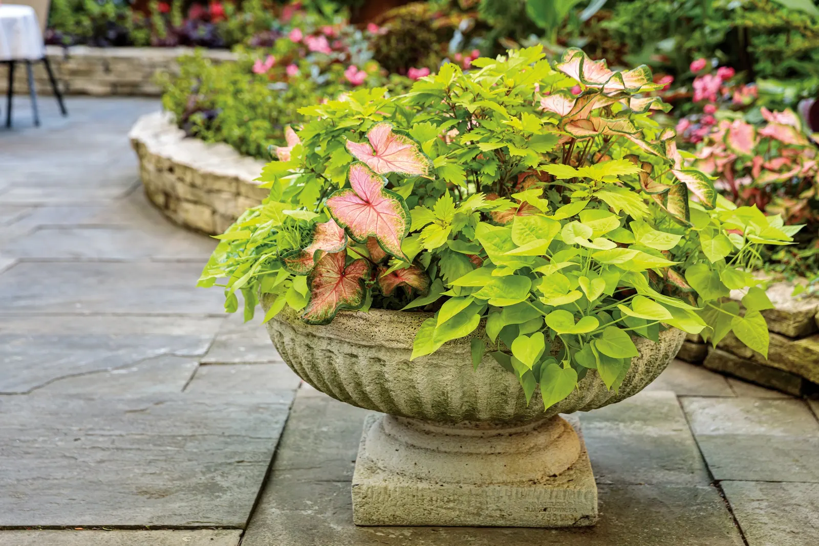 Caribbean Coral Shade Caladium (Caladium hortulanum) — in mass plantings beneath trees